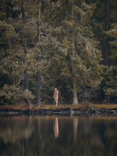 Ladda upp bild till gallerivisning, Tuvstarr vid tjärnen · Fine Art
